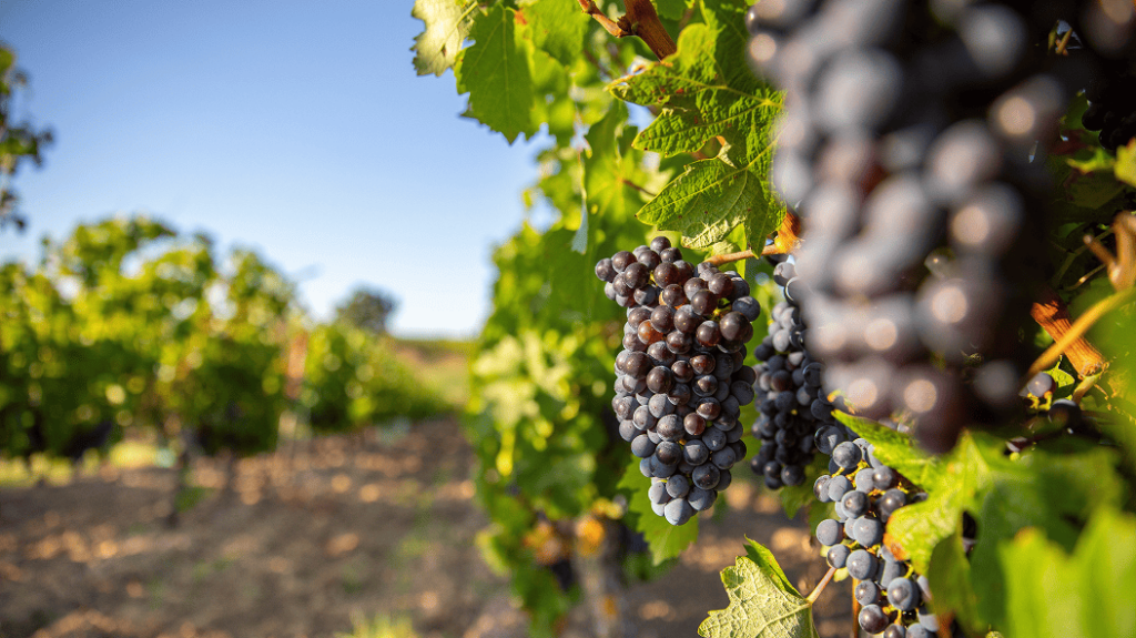 Domaine viticole